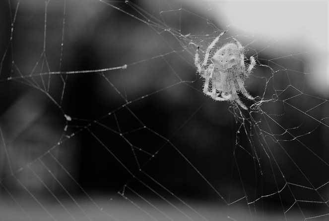 May 26 2018 Once upon a spider 3