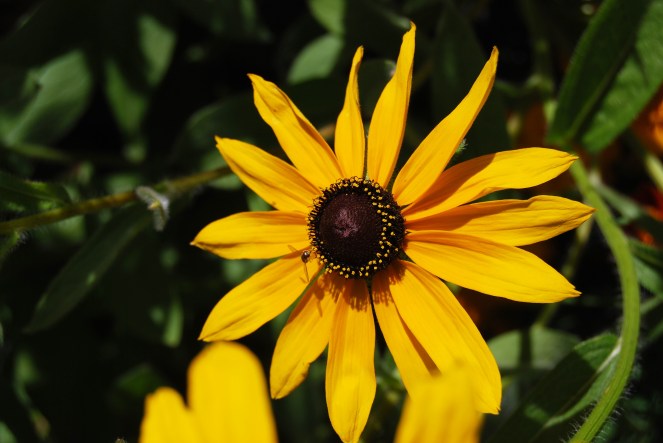 June 23 2018 dog days of summer 2