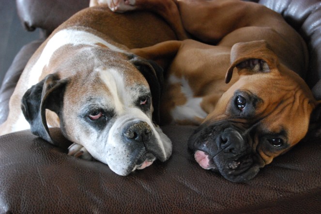 Contrast JAN 10 2019