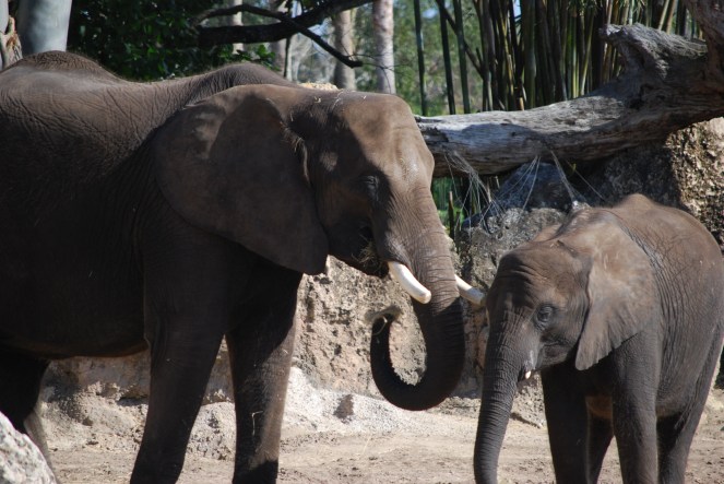 Contrast JAN 15 2019 image 1 fake vs real