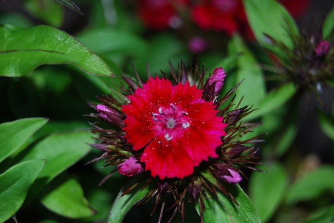 contrast jan 20 2019 image 1