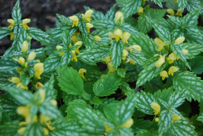 contrast jan 20 2019 image 2