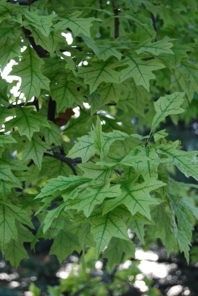 contrast jan 27 2019 image