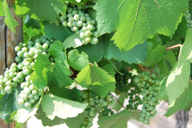 JUNE 28 2019 image 6