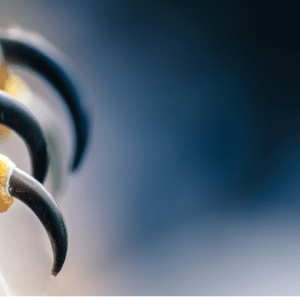 June 4 image 3 Faceless