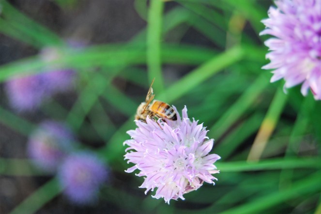 Summer AUG 16 image 2